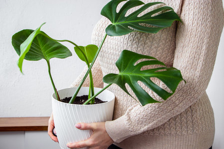 Woman in light sweater holds pot of green houseplant in her hands. Sustainable lifestyle concept.の写真素材