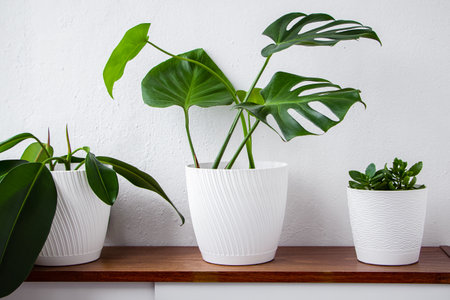 Green house plants in white pots stand on shelf. Minimalist modern interior in Scandinavian style. Sustainable living, home gardening.の写真素材