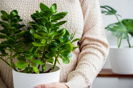 Woman in light sweater holds pot of green houseplant in her hands. Sustainable lifestyle concept.の写真素材