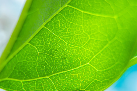 Macro photo of a fresh green leaf with veins. Spring natural background.の写真素材