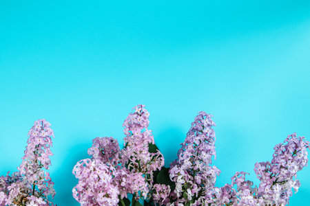 Fresh beautiful lilac flowers on blue background. Backdrop for spring design.の写真素材