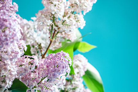 Fresh beautiful lilac flowers on blue background. Backdrop for spring design.の写真素材