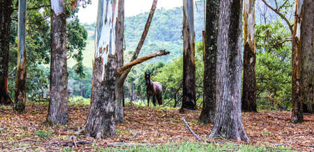 Brown horse alone in the forest in the autumnの写真素材