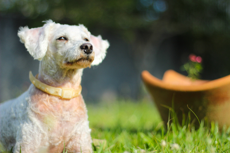 White dog lying on a green grassの写真素材