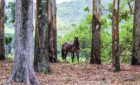Bown horse in the trees in autumnの写真素材
