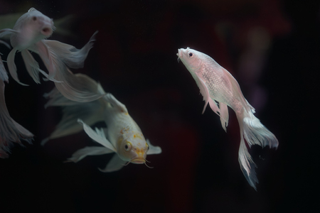 Platinum White Freshwater Angelfish "Pterophyllum scalare" Is the most common species of Pterophyllum kept in aquarium, native from Amazon, Peruの写真素材