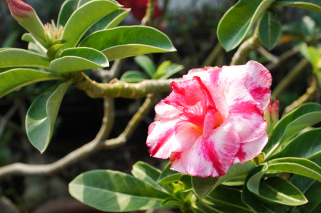 Desert rose flower (Other names are desert rose, Mock Azalea) in national garden (local name) Thailandの写真素材