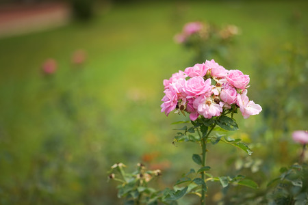 Beautiful pink rose in a gardenの写真素材