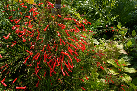Close up FireCracker Plant, Russelia equisetiformis.の写真素材