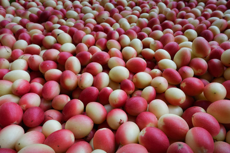 Fresh "Karanda" or "Carunda" fruits have a lot of vitamin C and have properties as a herb.の写真素材