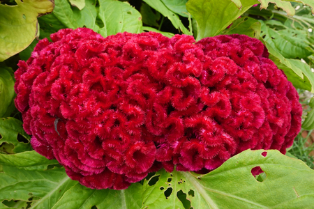 Cockscomb, Chinese Wool Flower, Celosia argentea L. var. cristata (L.) Kuntzeの写真素材