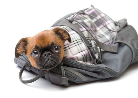 little puppy sitting in a bag,isolatedの写真素材