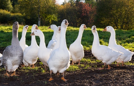 A flock of white geese walking on a green meadow at sunsetの写真素材