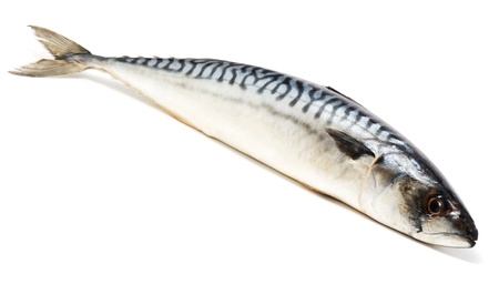 Mackerel, isolated on white backgroundの写真素材
