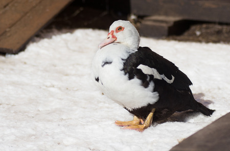 Muscovy duck standing on the snow(Cairina moschata)の写真素材
