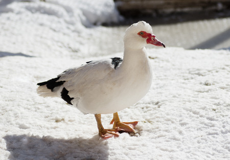 Muscovy duck standing on the snow(Cairina moschata)の写真素材