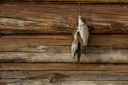 A bunch of carp on the background of wooden logsの写真素材