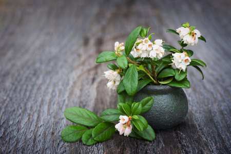 Flowers in a clay vase cowberry on a wooden tableの写真素材