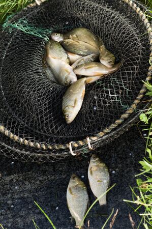 Fresh carp fishing in the cageの写真素材