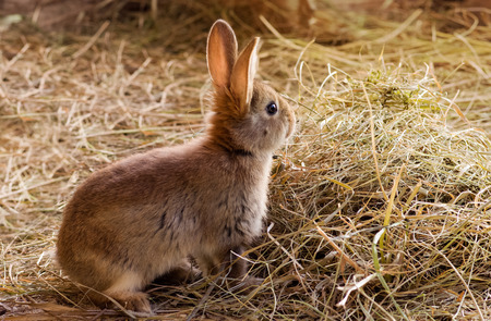 Young red rabbit sitting on the hayの写真素材
