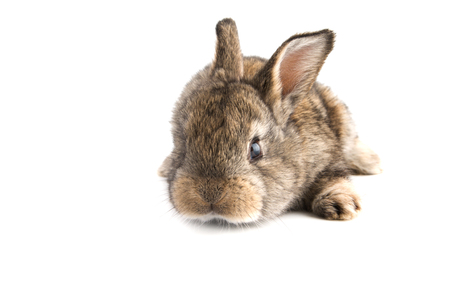 Cute little baby rabbit on white background, isolated.Front view,selective focusの写真素材