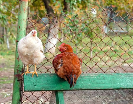 Chicken with rooster sitting on a benchの写真素材
