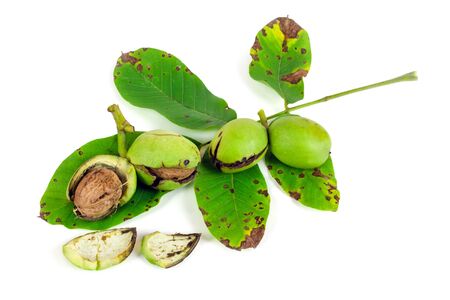 Walnut with green leaves isolated on white backgroundの写真素材