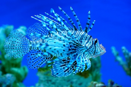 Predatory fish  Pterois volitans  living in the ocean の写真素材