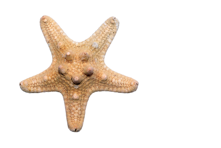 Starfish の写真素材