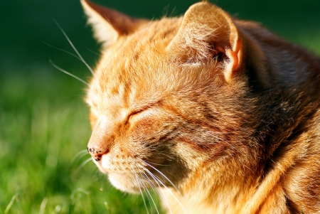 Happy cat の写真素材