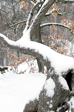 Winter in the woods
