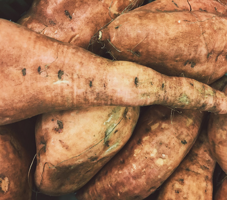 Boniato food ingredient farming marketの写真素材
