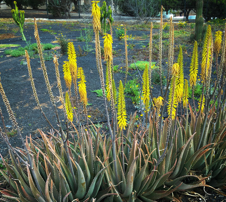 green plants natureの写真素材