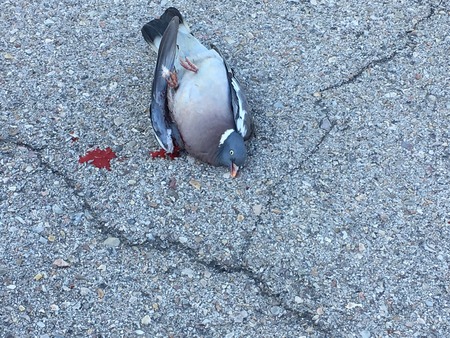 died doveの写真素材