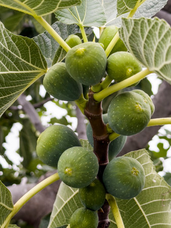 Green figs growing on a fig tree in a summer garden.