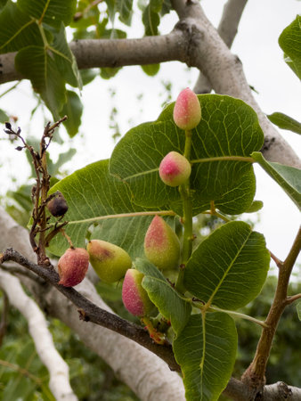 Ripe figs on the branches of a tree in the garden, pistachios, pistachio treeの写真素材