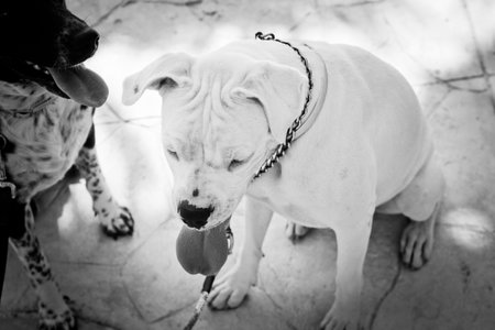 American staffordshire bull terrier on a leash. Black and white.の写真素材