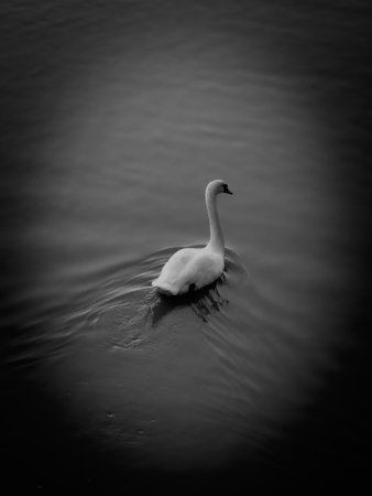 Black and white image of a swan swimming on a lake.
