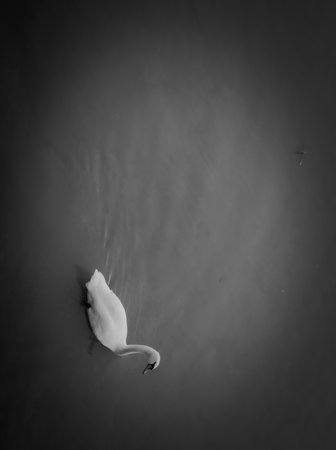 White swan floating in the water. Black and white photo.