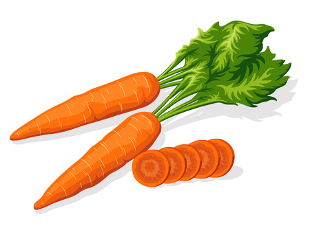 ripe carrotのイラスト素材