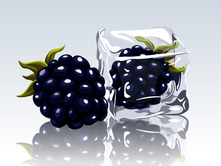 frozen blackberry in ice cubeのイラスト素材