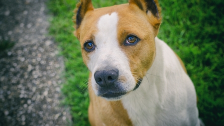 Stafforshire terrier outsideの写真素材