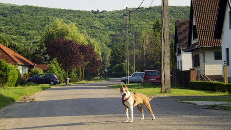 street dogの写真素材
