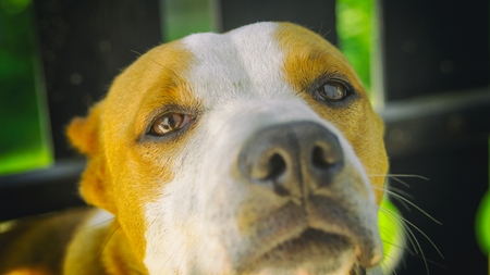 Staffordshire Terrier outdoorの写真素材