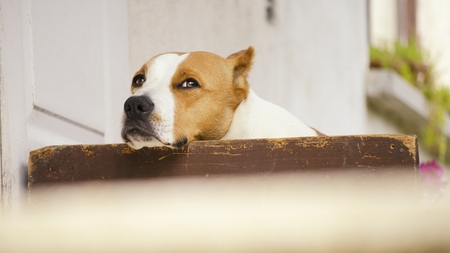 Staffordshire Terrier outdoorの写真素材