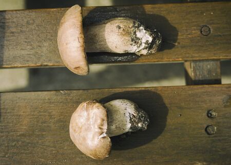 porcini in nature
