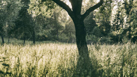 Tree in the Natureの写真素材