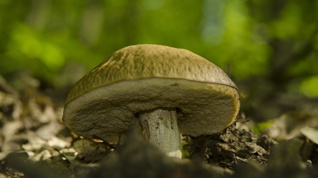 porcini in nature