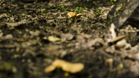 chanderelle in natureの写真素材