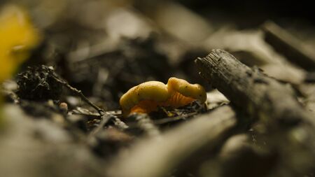 chanderelle in natureの写真素材